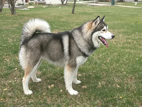 Alaskan Malamute
