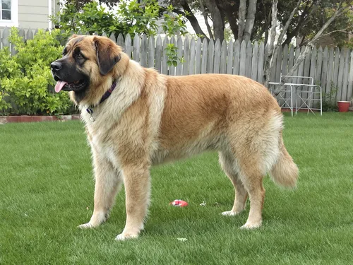 Anatolian Shepherd Dog