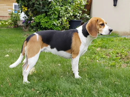 Beagle
