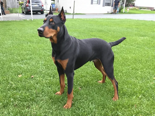 Beauceron
