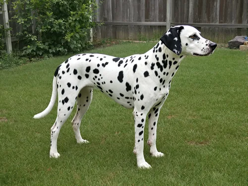 Dalmatian