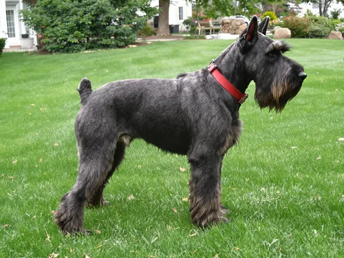 Giant Schnauzer