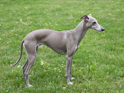Italian Greyhound