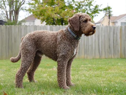 Lagotto Romagnolo