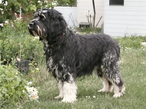 Old English Sheepdog