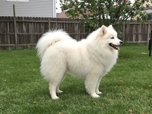 Samoyed