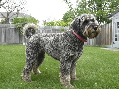 Schnoodle