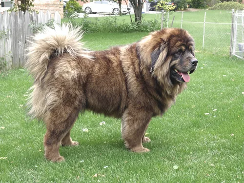 Tibetan Mastiff