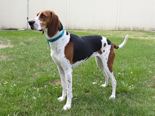 Treeing Walker Coonhound